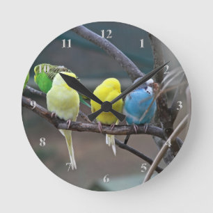 Parakiter Budgies mekaniskt säga efter ljusa Rund Klocka