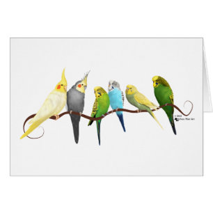 Parakiter & Cockatiels! Hälsningskort