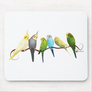 Parakiter & Cockatiels! Musmatta