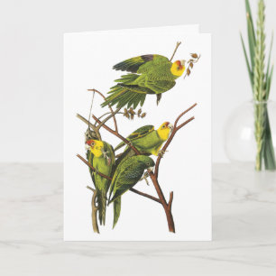 Parakiter - vid John Audubon Helgkort
