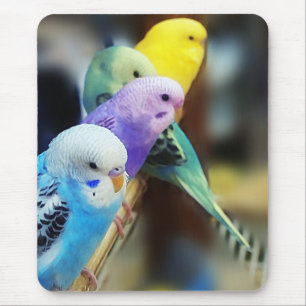 Parakitermousepad Musmatta