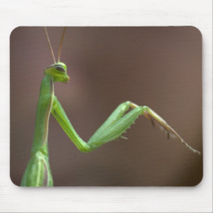 Parande Mantid Musmatta