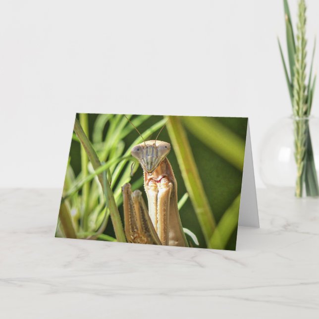 Parande Mantis Kort (Framsida)