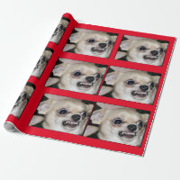 Paranoid Chihuahua spolar upp din höga ångest