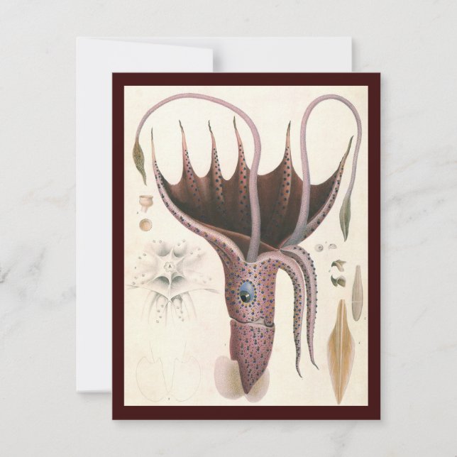 Paraplla Squid, Vintage Marine Life Animals (Framsida)