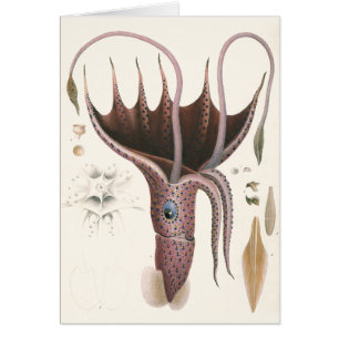 Paraplla Squid, Vintage Marine Life Animals Hälsningskort