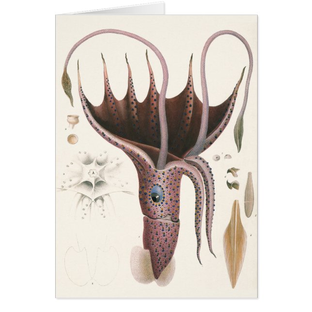Paraplla Squid, Vintage Marine Life Animals Hälsningskort (Framsidan)