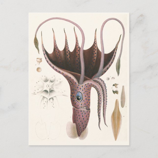 Paraplla Squid, Vintage Marine Life Animals Vykort (Framsida)