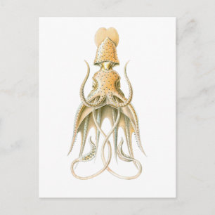 Paraplla Squid Vykort