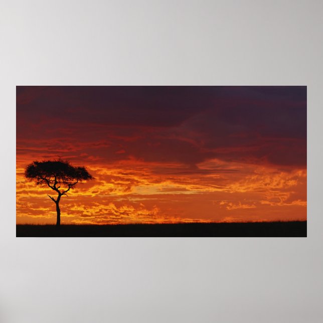 Paraplla Thorn Acacia, Acacia tortilis, 2 Poster (Framsidan)