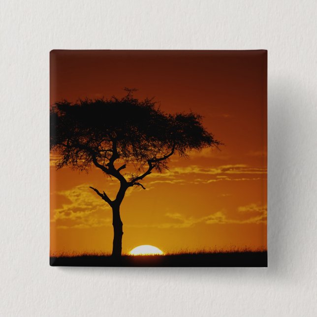 Paraplla Thorn Acacia, Acacia tortilis Knapp (Framsida)