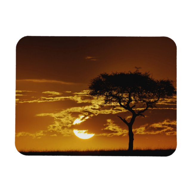 Paraplla Thorn Acacia, Acacia tortilis Magnet (Horisontell)