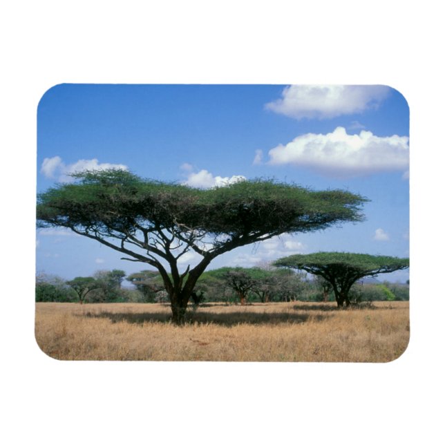 Paraplla Thorn Acacia (Acacia tortilis), Mkuze Magnet (Horisontell)