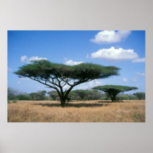 Paraplla Thorn Acacia (Acacia tortilis), Mkuze Poster