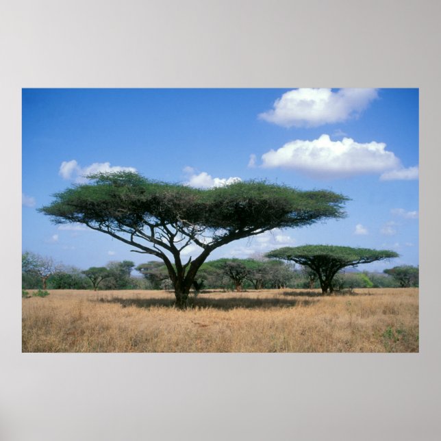 Paraplla Thorn Acacia (Acacia tortilis), Mkuze Poster (Framsidan)