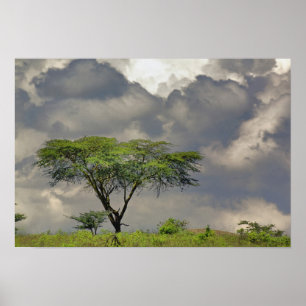 Paraplla Thorn Acacia, Acacia tortilis och 2 Poster