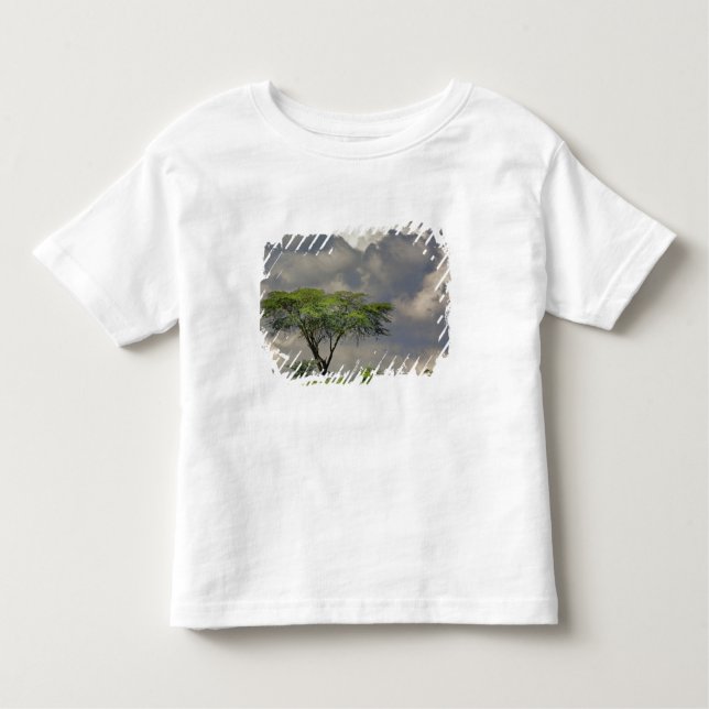 Paraplla Thorn Acacia, Acacia tortilis och 2 T Shirt (Framsida)