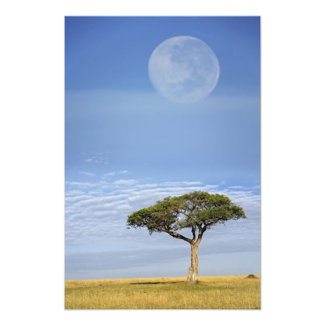 Paraplla Thorn Acacia, Acacia tortilis och Fototryck (Framsidan)