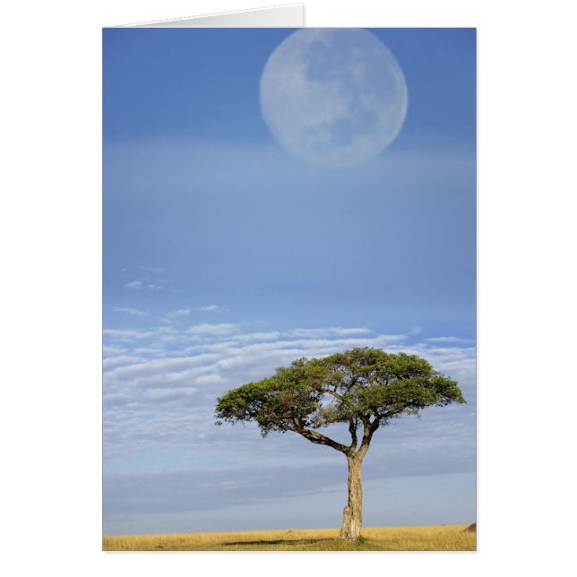 Paraplla Thorn Acacia, Acacia tortilis och Hälsningskort (Framsidan)