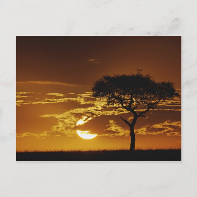 Paraplla Thorn Acacia, Acacia tortilis Vykort (Framsida)