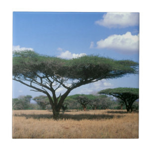 Paraplytaggacacia (Acacia tortilis), Mkuze Kakelplatta