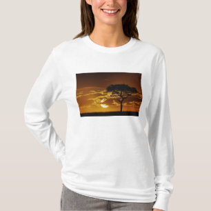 Paraplytaggacacia, Acacia tortilis, Tee