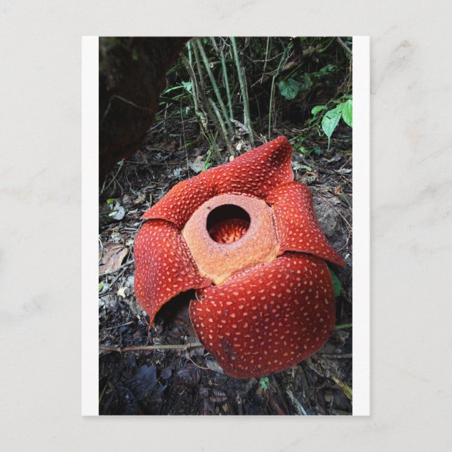Parasimblomma från Rafflesia Vykort (Framsida)