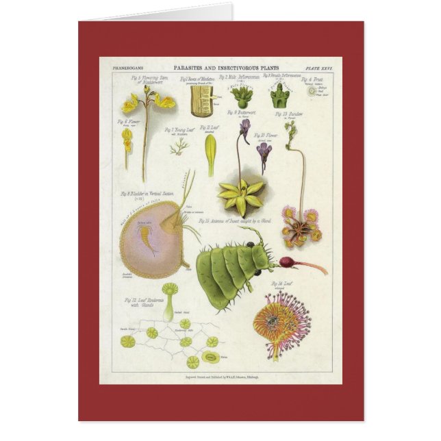 Parasitic & Carnivorous växter Hälsningskort (Framsidan)