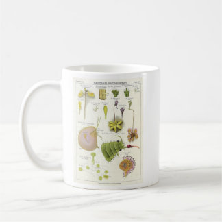 Parasitic & Carnivorous växter Kaffemugg