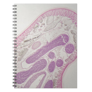Parasitic nematodemask (Ascarissp.) Anteckningsbok