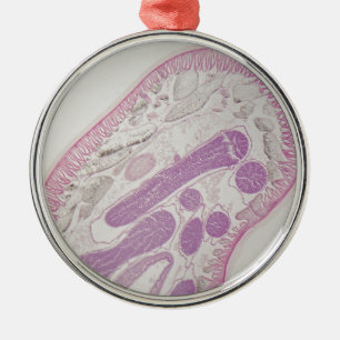 Parasitic nematodemask (Ascarissp.) Julgransprydnad Metall