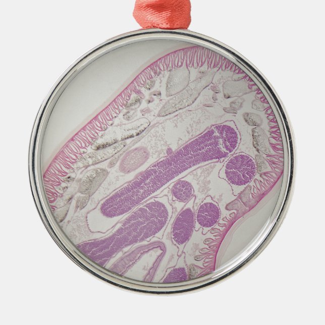 Parasitic nematodemask (Ascarissp.) Julgransprydnad Metall (Framsidan)