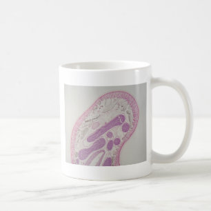 Parasitic nematodemask (Ascarissp.) Kaffemugg