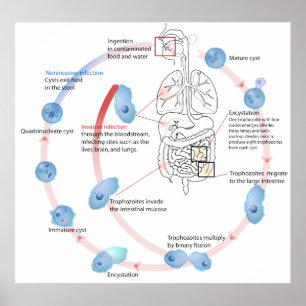 Parasitiskt protokoll zoan Entamoeba Histolytica D Poster