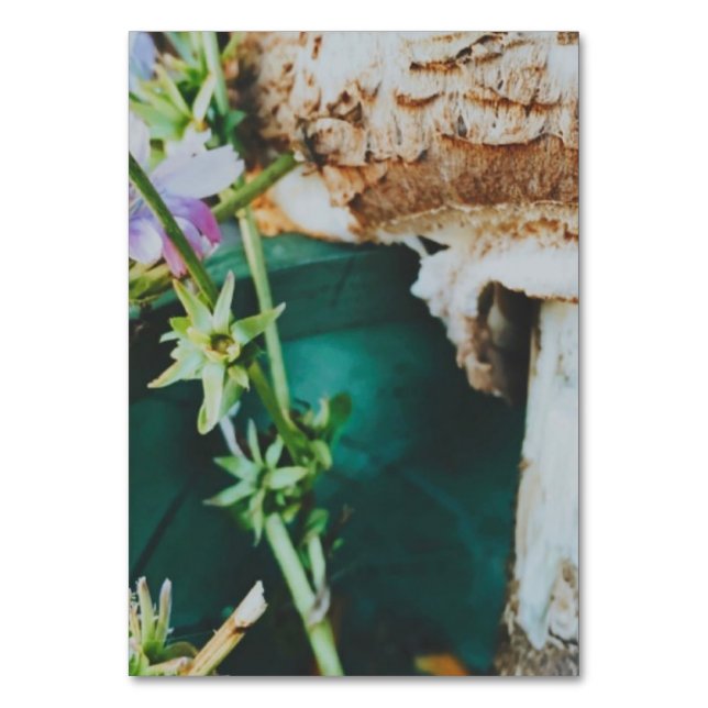 Parasol mushroom, Swedish Archipelago, Sweden Bordsnummer (Framsidan)