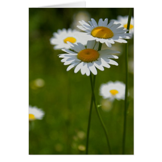 parasoler hälsningskort (Framsidan)