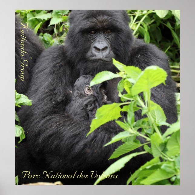 Parc National des Volcans, Kwitonda G.. Poster (Framsidan)