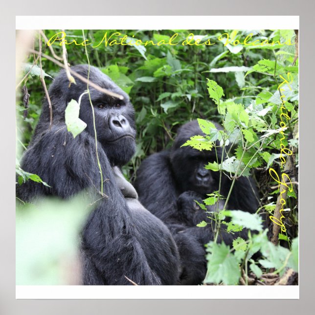 Parc National des Volcans, Kwitonda Group Poster (Framsidan)