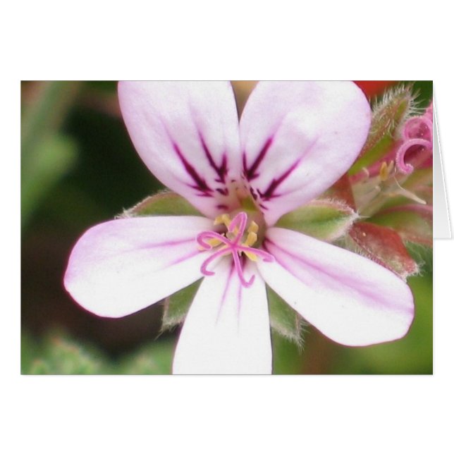 Parfymerat pelargonkort hälsningskort (Framsidan Horizontal)
