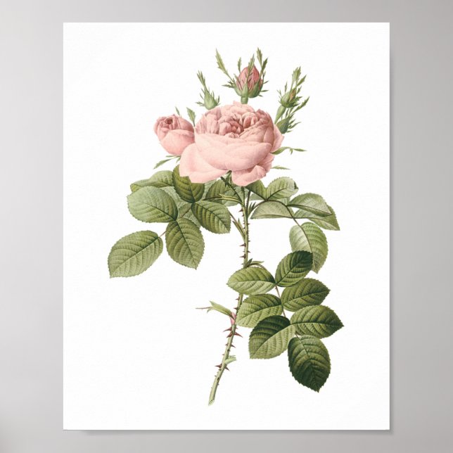 parfymerns ro av Redouté Poster (Framsidan)