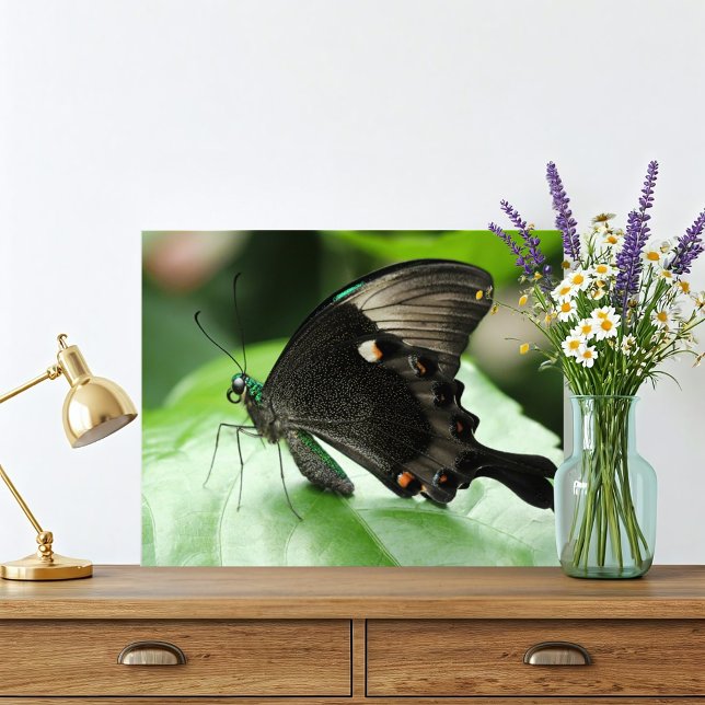 Paris Peacock Swallowsvallfjäril på Löv Fototryck (Jewel green macro butterfly photograph is classy and beautiful. This Paris Peacock Butterfly stuns!)