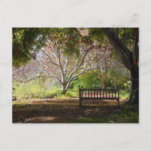 Park Bench Vykort