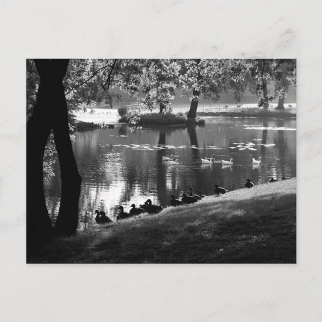 Park Life pccna Vykort (Framsida)