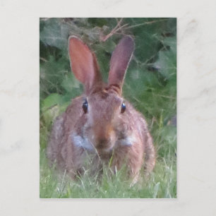Park Rabbit Close Up Vykort