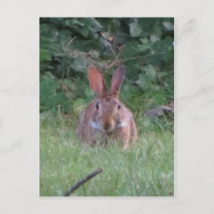 Park Rabbit Vykort