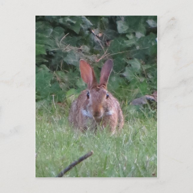 Park Rabbit Vykort (Framsida)