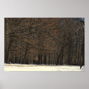 Park Träd och Snö Poster
