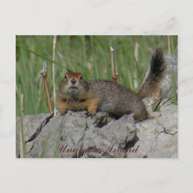 Parkee Squirrel på Sten, Unalaska Island Vykort (Framsida)