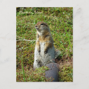 Parkee Squirrel på Unalaska Island Vykort