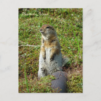 Parkee Squirrel på Unalaska Island Vykort